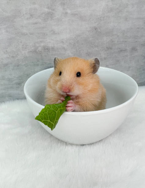 istock Cute Syrian hamster baby in a bowl eating lettuce 1425882673