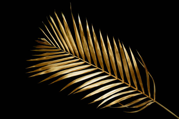 istock golden coconut leaves isolated on black background, clipping path 1425884168