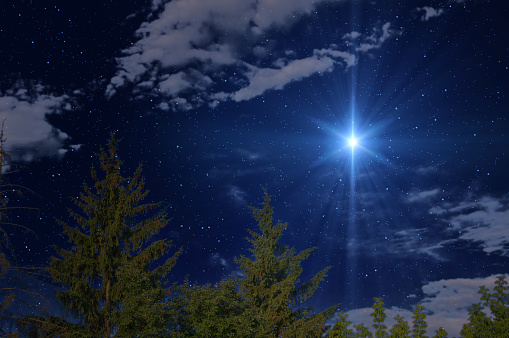 Christmas Star. Background with stars and trees in forest