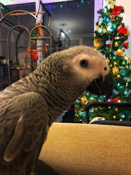 istock An African Grey Parrot sitting in front of a Christmas Tree 1425887792