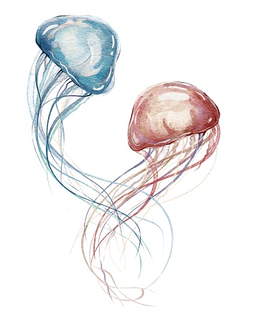 Couple of two jellyfishes flowing under the sea