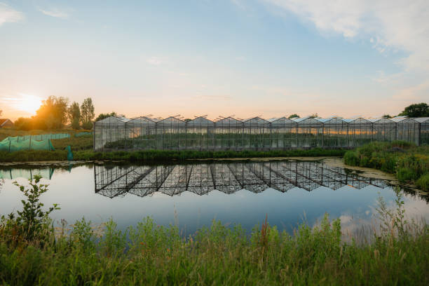 Greenhouse in the Netherlands
