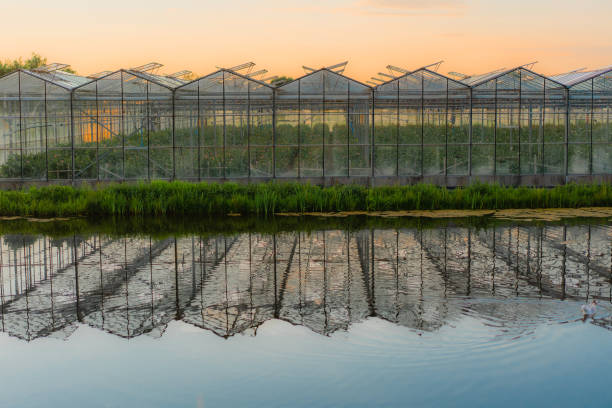 istock Greenhouse in the Netherlands 1425890239