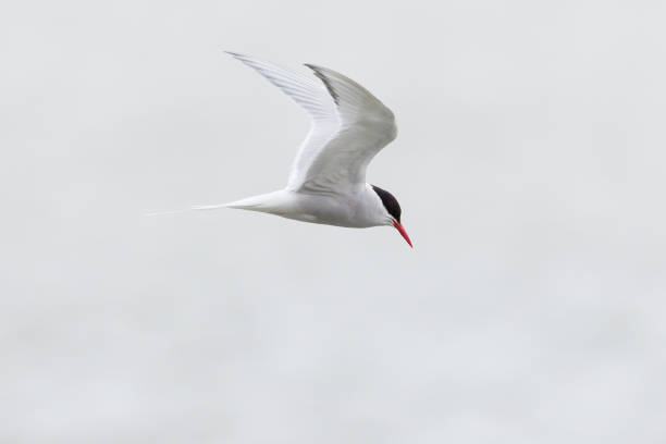 날개가 펼쳐진 북극 선미 비행 중 - tern bird arctic tern nature 뉴스 사진 이미지
