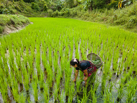 A Hmong Hilltribe woman in a rice field farming with a basket on her back in Chiang Mai, Thailand.
