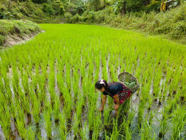 Hmong Hilltribe Woman Organic Farming in Rice Field Chiang Mai Thailand A Hmong Hilltribe woman in a rice field farming with a basket on her back in Chiang Mai, Thailand. chiang rai province stock pictures, royalty-free photos & images