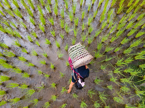 A Hmong Hilltribe woman in a rice field farming with a basket on her back in Chiang Mai, Thailand.
