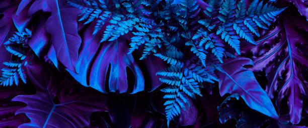 istock Tropical leaves, flat lay jungle design 1425899103