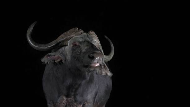 istock African buffalo (Syncerus caffer) or Cape buffalo 1425900758