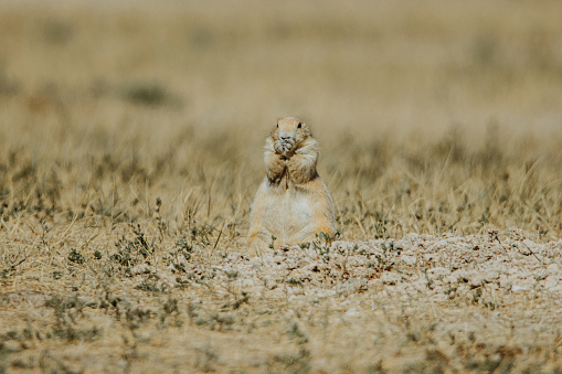 A prairie dog stands alert in Badlands National Park, South Dakota. The prairie dog is holding something to its mouth and eating.