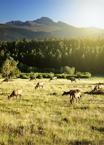 Herd of Elk in Rocky Mountain National Park, Colorado at sunset