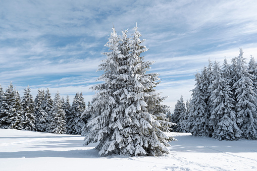 Beautiful snow covered fir tree in winter forest. Fabulous christmas background, fairy winter landscape. Happy new year celebration and merry christmas greeting concept