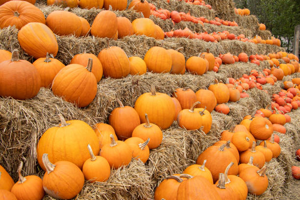 istock Pumpkins on the field 1425911654