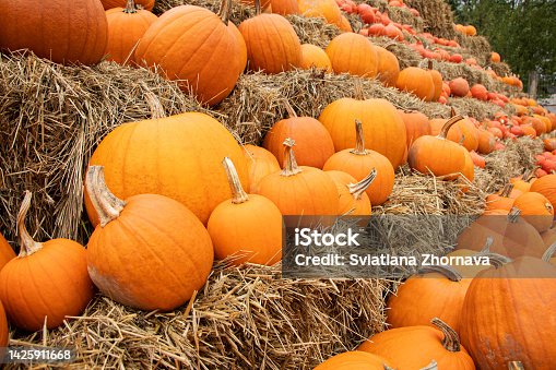 istock Pumpkins on the field 1425911668
