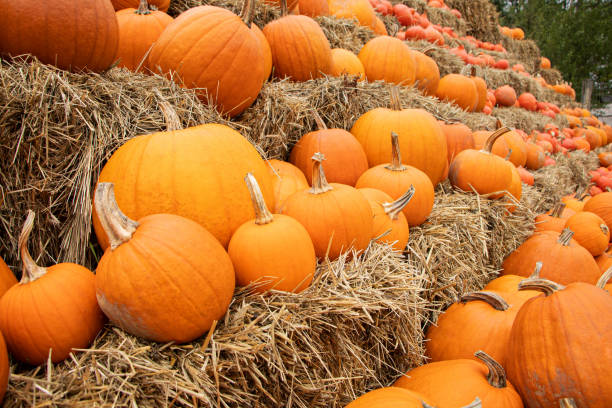 pumpkins on the field - pumpkin patch imagens e fotografias de stock