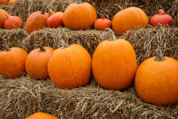 istock Pumpkins on the field 1425911693