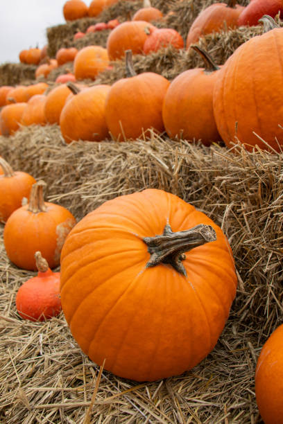 istock Pumpkins on the field 1425912323