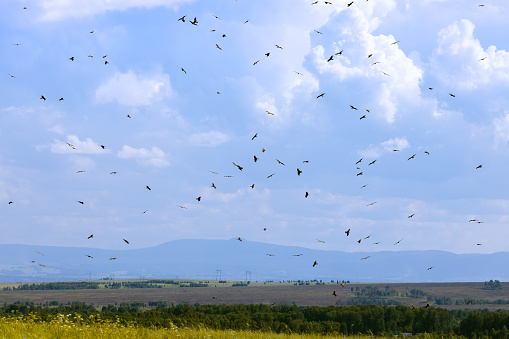 A flock of Kite birds soaring in the sky against white clouds