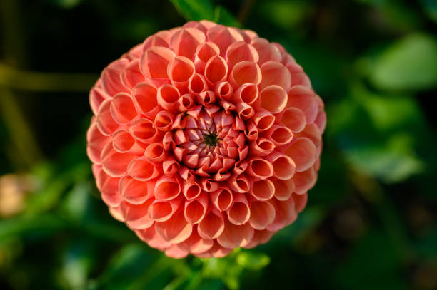 istock Beautiful dahlia in the garden. 1425914685