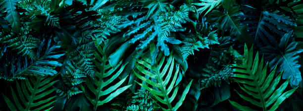 istock Tropical leaves, dark nature background 1425915185