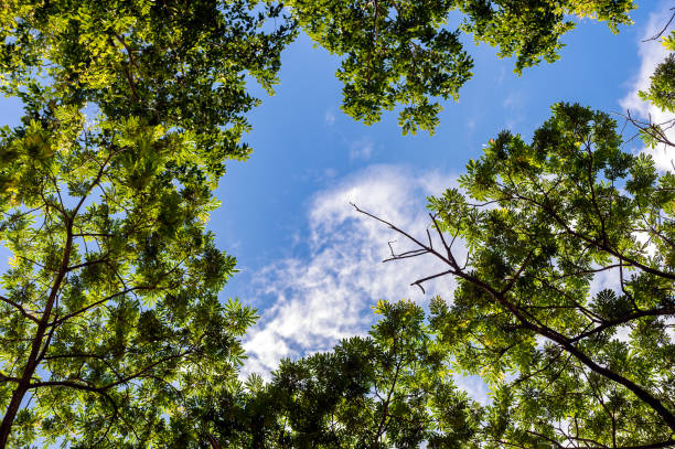 istock green trees and a cloudy blue sky 1425917514
