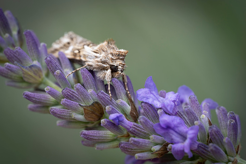 Setaceous Hebrew character moth on lavender.