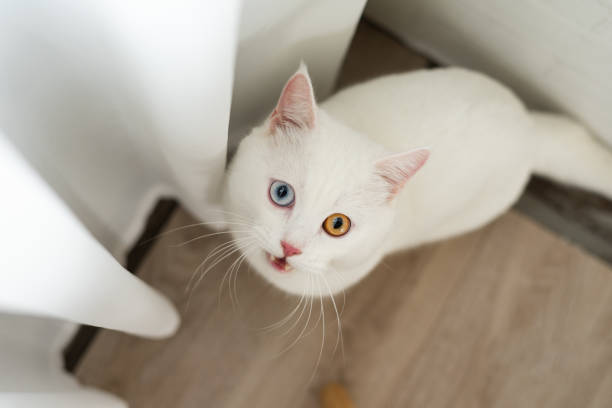istock lovely white cat image with two color eyes at home 1425922549