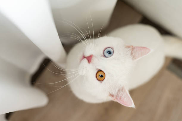 istock lovely white cat image with two color eyes at home 1425922584