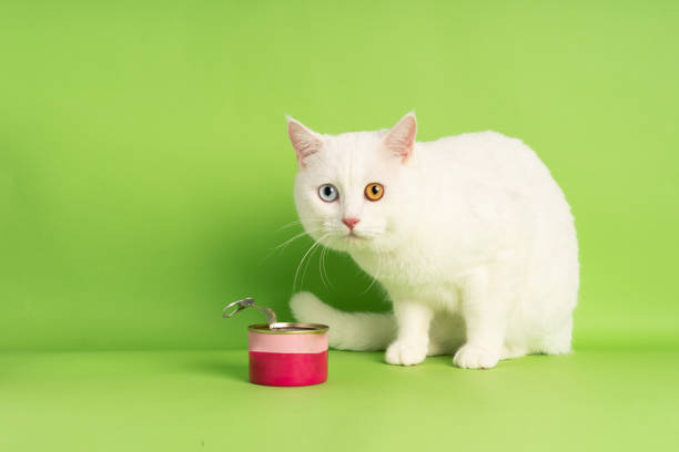 imagem de gato branco com duas cores de olho isolados em fundo azul - kitten domestic cat isolated tabby - fotografias e filmes do acervo