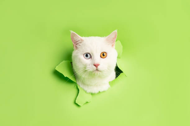 istock white cat image with two eye colors isolated on blue background 1425922671