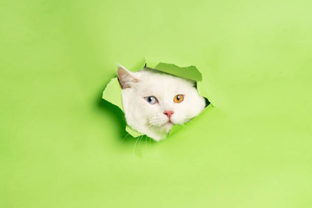istock white cat image with two eye colors isolated on blue background 1425922673