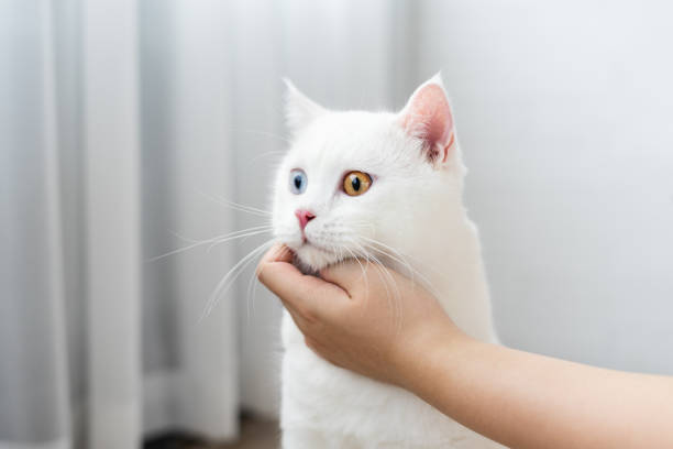 istock lovely white cat image with two color eyes at home 1425922742