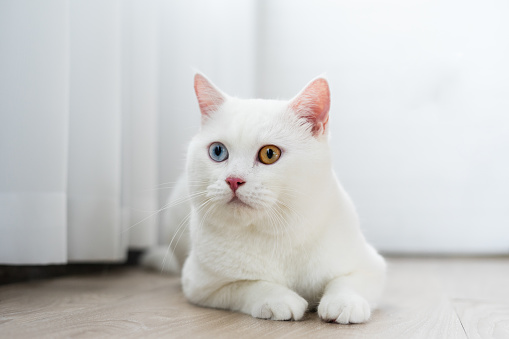 lovely white cat image with two color eyes at home