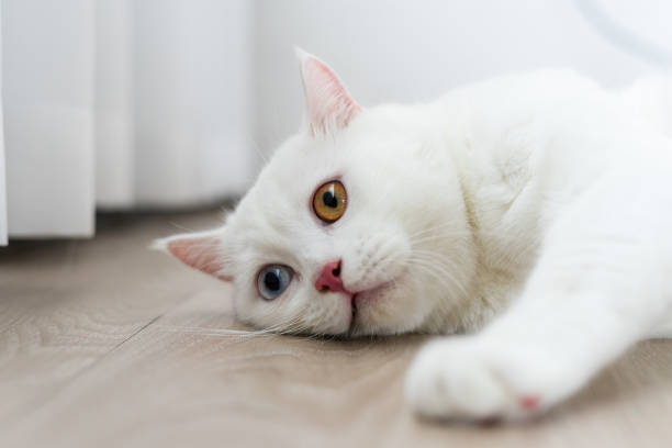 istock lovely white cat image with two color eyes at home 1425923182