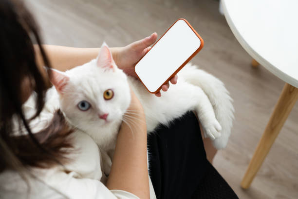 istock lovely white cat image with two color eyes at home 1425923254