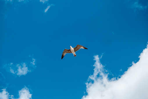 Lower angle.Cloudy clear sky. One seagull in focus. Abstract thought, reflection. Sky.