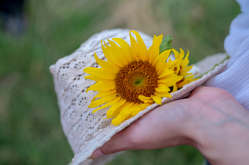 beautiful girl in field of sunflowers