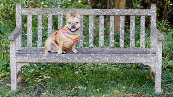 6-Years-Old Red Tan Frenchie Male Sitting on Bench with Happy Face. Garden in Northern California.