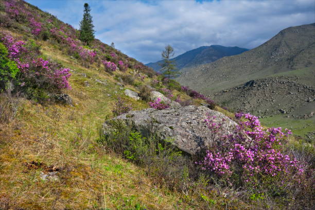 istock Crimson color of the Altai spring 1425926031