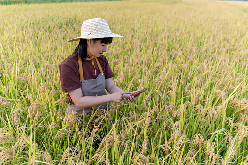 A woman farmer was taking pictures of rice with her mobile phone in the rice field