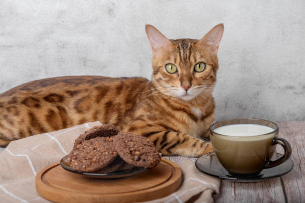 bengal cat, a cup of milk and cookies on a wooden table. - domestic cat towel pets animal imagens e fotografias de stock