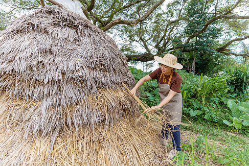 An Asian woman farmer was tidying haystack