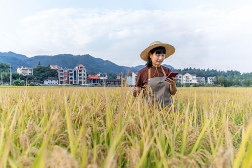 A woman science and technology worker used her mobile phone to check rice data in a ripe rice field