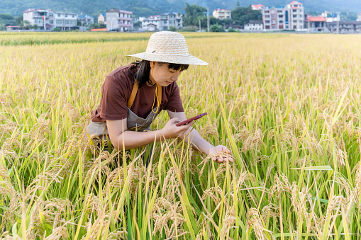 A woman farmer was taking pictures of rice with her mobile phone in the rice field