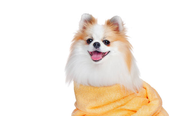 istock Close-up portrait of spitz after bathing 1425932731