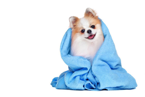 istock Cute long haired spitz in blue towel isolated on white 1425932781