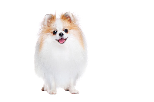 Front view picture of standing spitz against white background