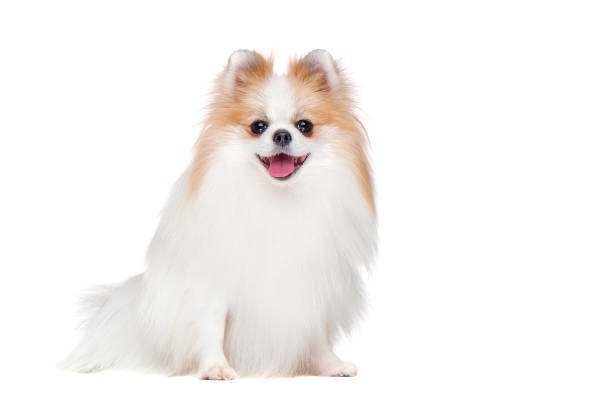 istock Full length picture of long haired spitz isolated on white 1425932799