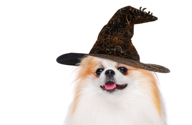 istock Head portrait of a spitz dog in witch hat 1425932817