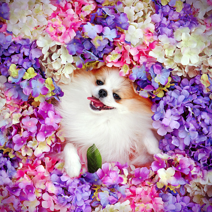 Long haired spitz laying on flowers background